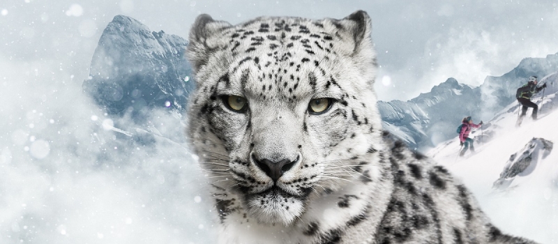 International Snow Leopard Day mit Dynafit